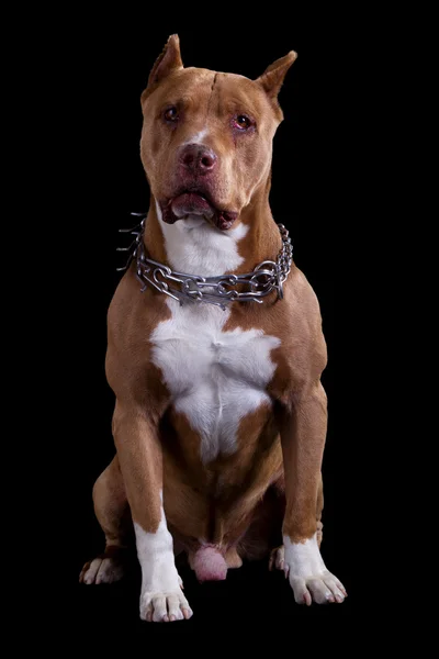 Staffordshire Terrier Portrait — Stockfoto