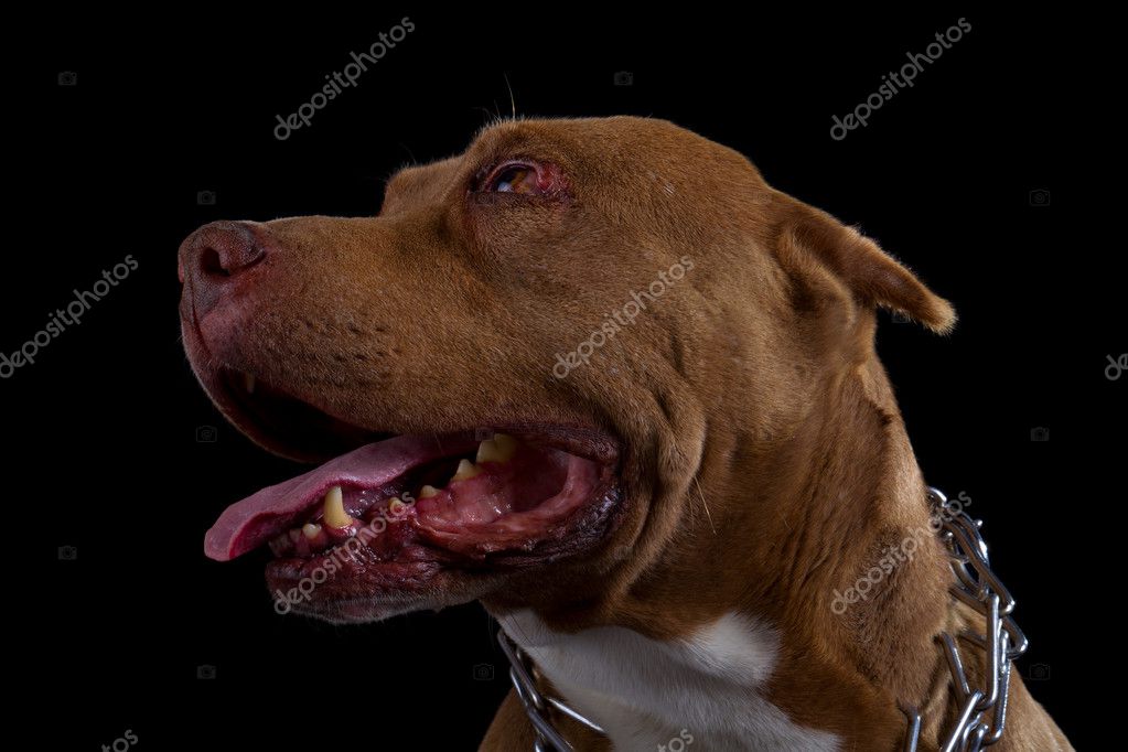 Pit Bull Head — Stock Photo © ammmit #6168783