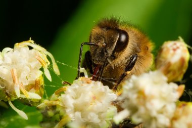 Harvester colecting polen