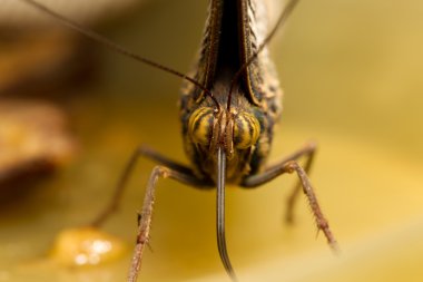 Caligo eurilochus yakın çekim