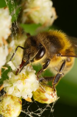 Harvester Bee Front View