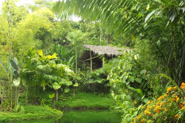 Amazonian Forest Hut