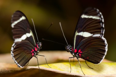 Butterfly Chat