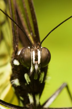 Metona Grandiosa Macro