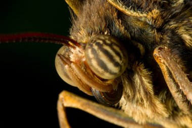 Caligo Eurilochus Surat