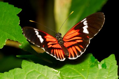 Postman Butterfly clipart