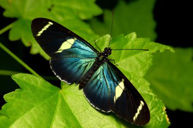 Blue Doris Long Wing