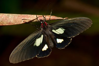 Parides Arcas Open