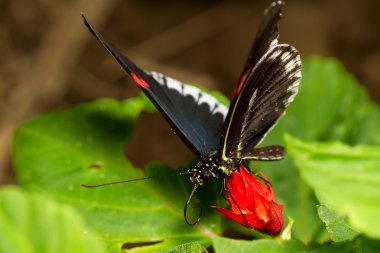 Parides arcas