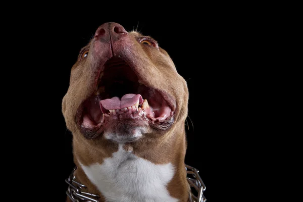 Amerikanisches Pitbull-Lachen — Stockfoto