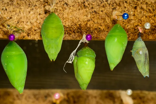 Cocoon papillon monarque — Photo