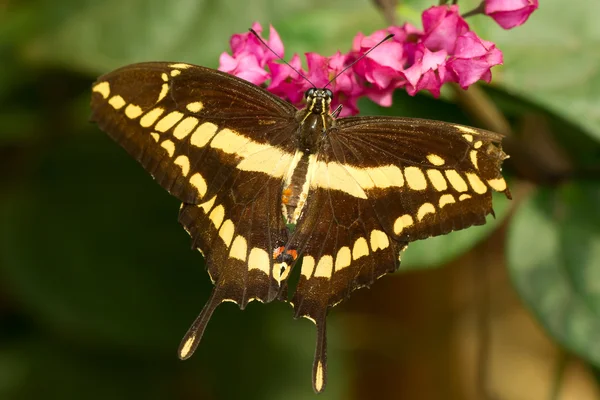 Papilio thoas — Fotografia de Stock