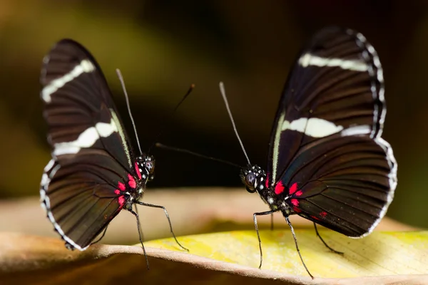 Bate-papo borboleta — Fotografia de Stock