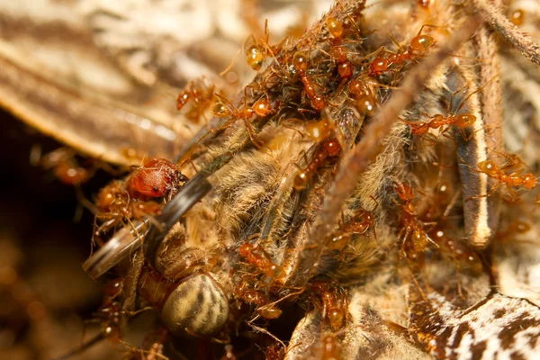 Праздник красных муравьев — стоковое фото