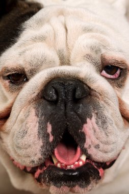 Bulldog Face Close Up
