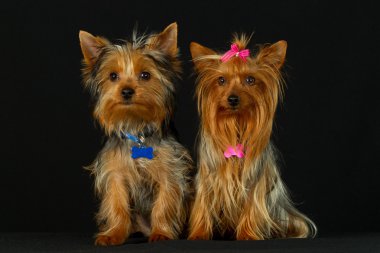 Yorkie Happy Family clipart