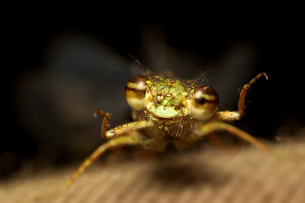 Dragonfly Outdoor Coleoptera Splendens — Φωτογραφία Αρχείου