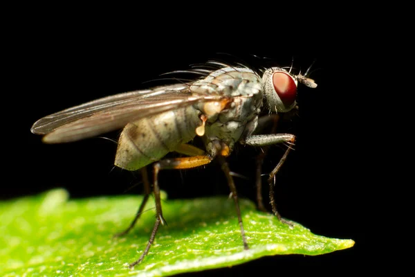 Pure Breed Fly — Stockfoto