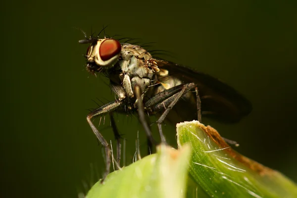 King Fly Insect — Stock Photo, Image