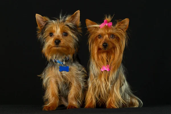 Famille Yorkie heureux — Photo