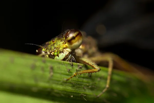 Coleoptera Splendens — Stockfoto