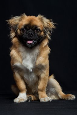 Pekingese Portrait clipart