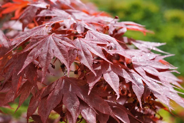 Acero rosso giapponese — Foto Stock