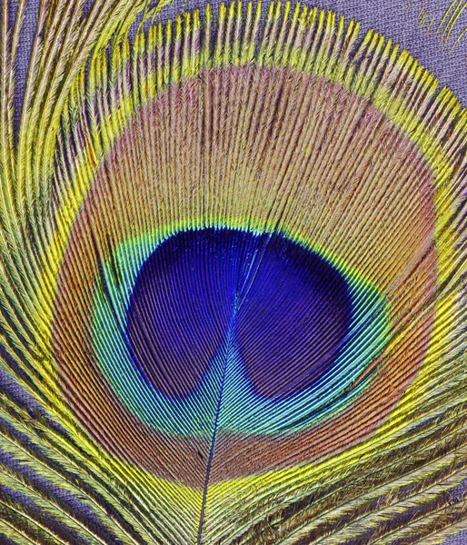 stock image Peacock feather