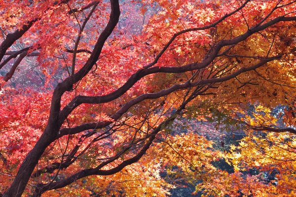 Japanese maple — Stock Photo, Image