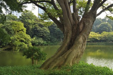 Korakuen park, Tokyo clipart