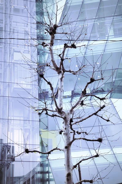 Drzewa miejskie — Zdjęcie stockowe