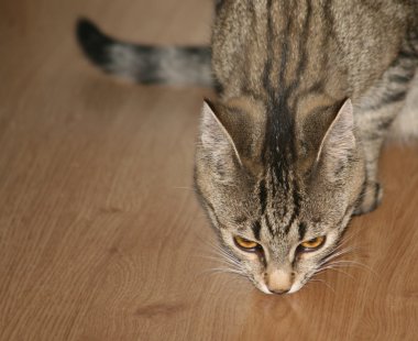 Snuffing çizgili yerli kedi