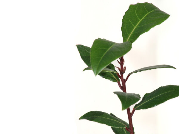 Young laurel bay tree