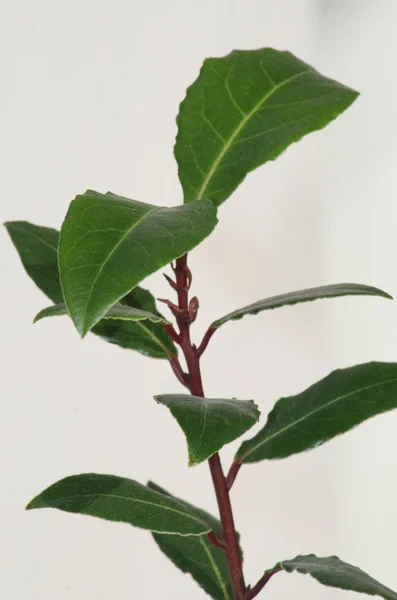 Stock image Young laurel bay tree