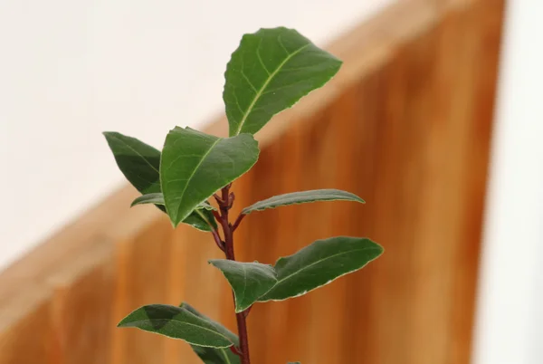 stock image Young laurel bay tree