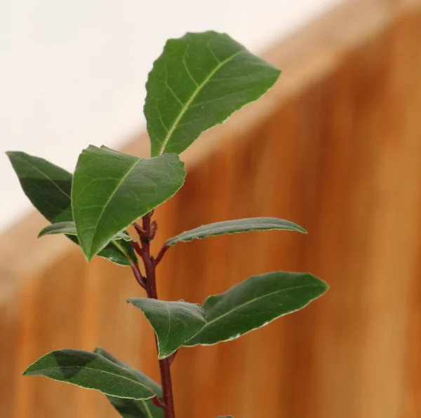 stock image Young laurel bay tree