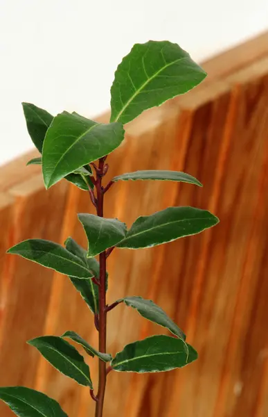 stock image Young laurel bay tree