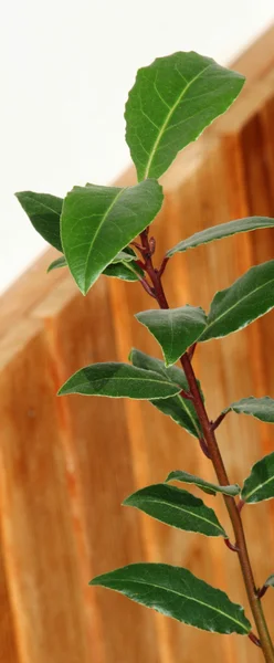 stock image Young laurel bay tree