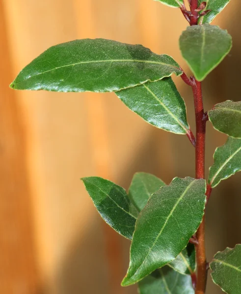 stock image Young laurel bay tree