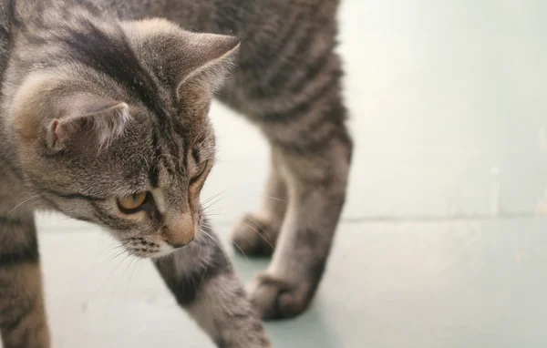 stock image Domestic cat with stripes watching