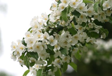 Beyaz çiçekli ağaç bahar çiçeği