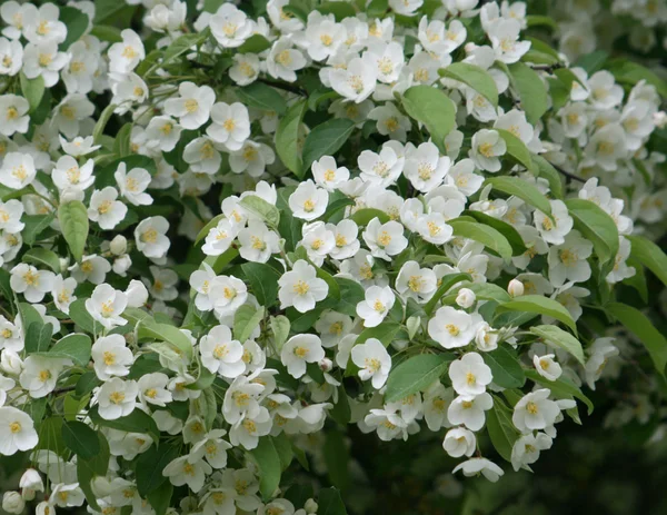 봄 꽃 흰색 꽃과 나무의 — 스톡 사진