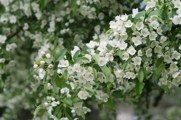 Spring blossom of tree with white flowers — Stock Photo, Image
