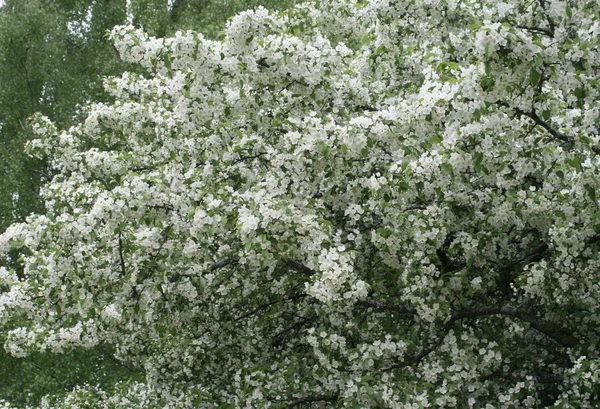 stock image Spring blossom of tree with white flowers