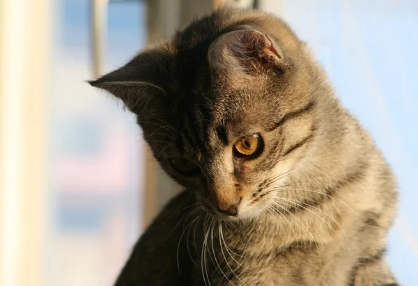 Stock image Domestic cat portrait