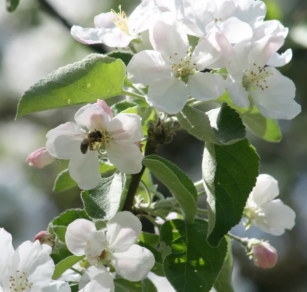 stock image Spring blossom of apple tree