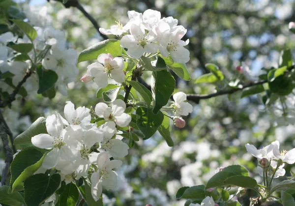 stock image Spring blossom of apple tree