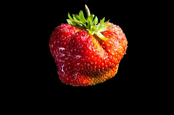 Ενιαία μεγάλη φράουλα — Φωτογραφία Αρχείου
