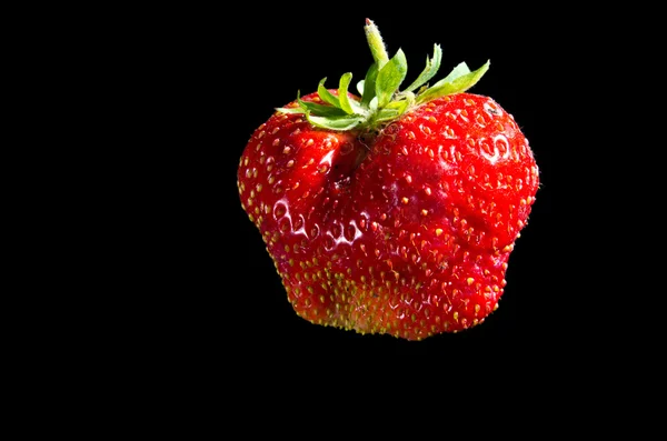 Enda stor jordgubbe — Stockfoto