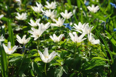 Wood anemone flowers clipart